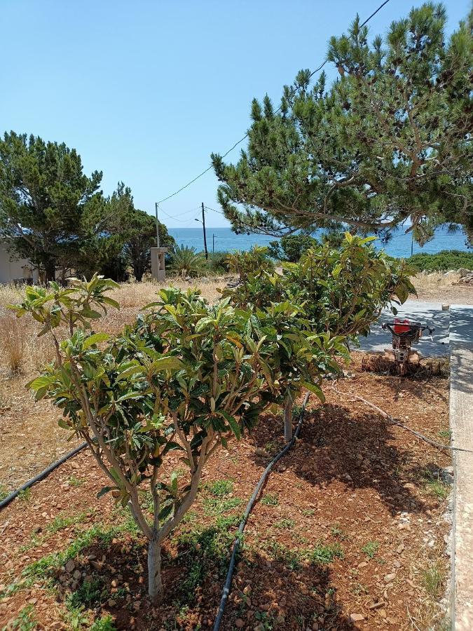 Sea View Pine House Vila Makrýgialos Exterior foto